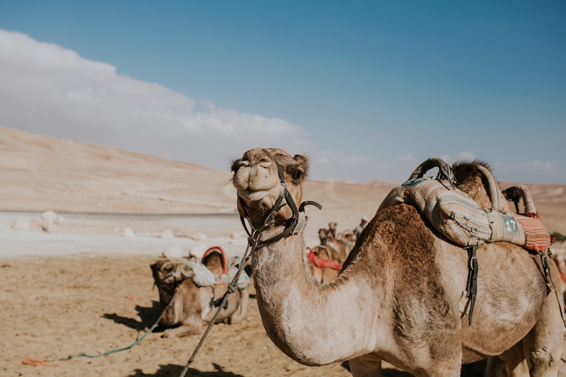 Finding a Guide in Egypt