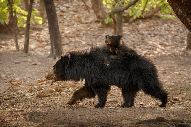 The Bear Poop Crisis!
