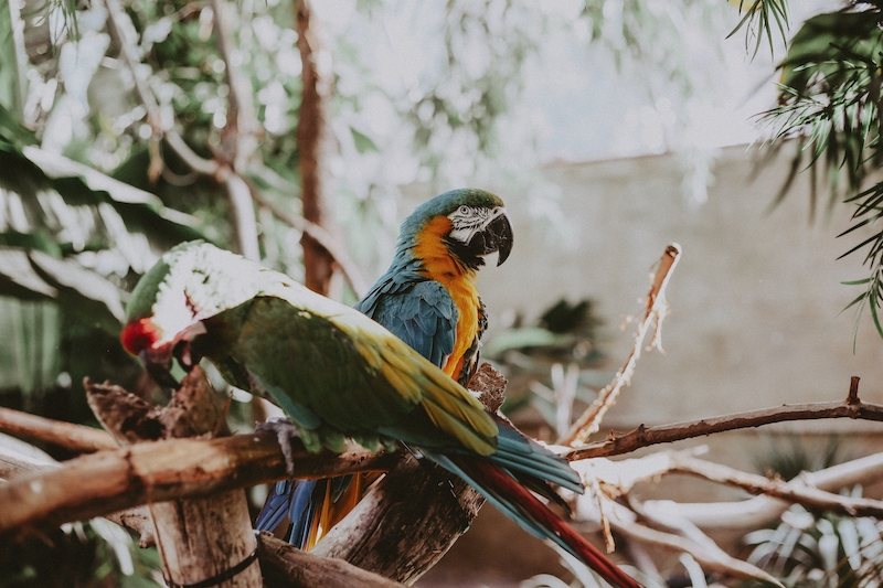 Life With a Parrot
