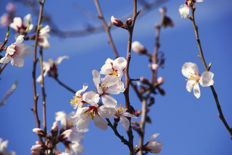 Let’s Go See Plum Blossoms!