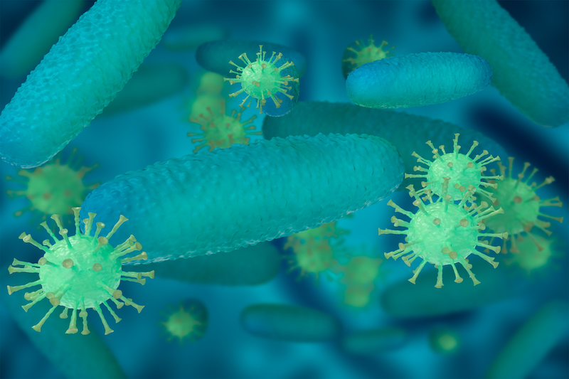 How to Prevent Hantavirus in Your Home