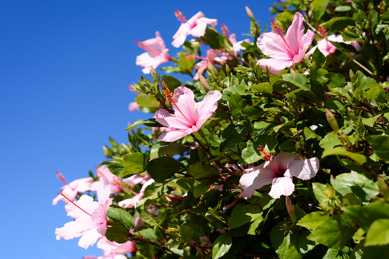 Let’s Go to the NTU Azalea Festival!