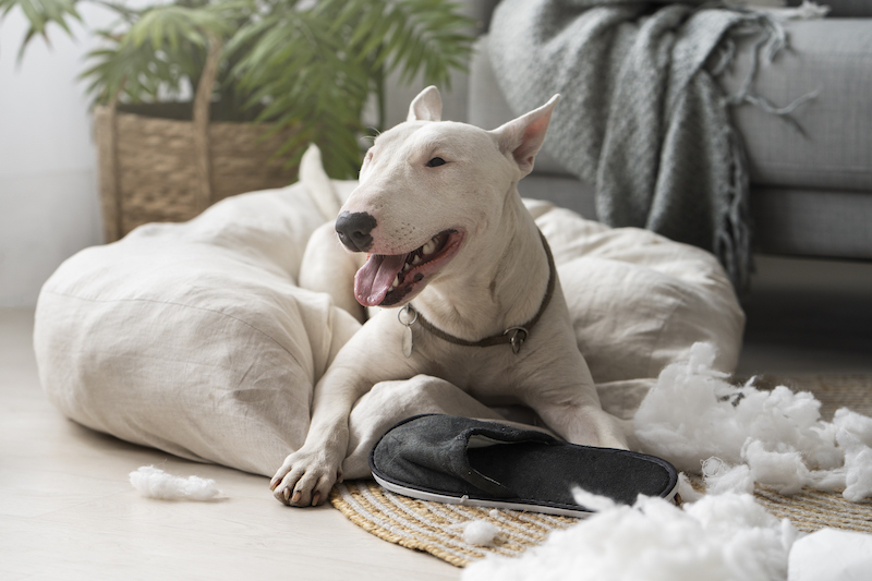 Why Your Pet is So Itchy Right Now!